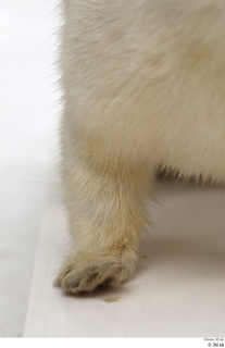 Weasel foot leg 0009.jpg